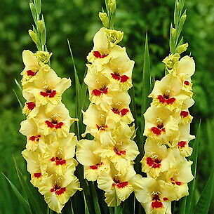 แกลดิโอลัส (Gladiolus) คละ / 100 เม็ด