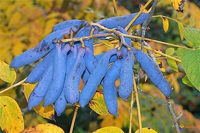 ไส้กรอกสีฟ้า (Blue Sausage / Decaisnea fargesii) / 10 เม็ด (Serbia)