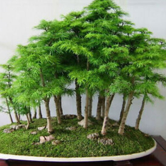 สนขาวญี่ปุ่น (Japanese White Pine) / 20 เม็ด