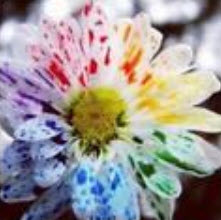 เบญจมาศสีน้ำ (Watercolor Chrysanthemum) / 100 เม็ด