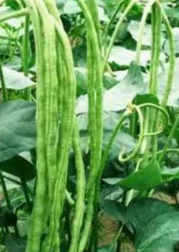 ถั่วฝักยาวไร้ค้าง หรือถั่วพุ่ม สีเขียว / 20 เม็ด (ไทย)