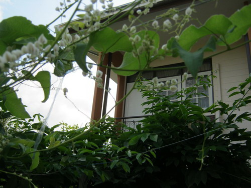 พวงชมพู สีขาว / 10 เม็ด (ไทย)