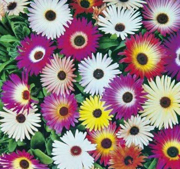 ไอซ์ แพล้นท์ (Ice Plant) คละ / 100 เม็ด (Australia)