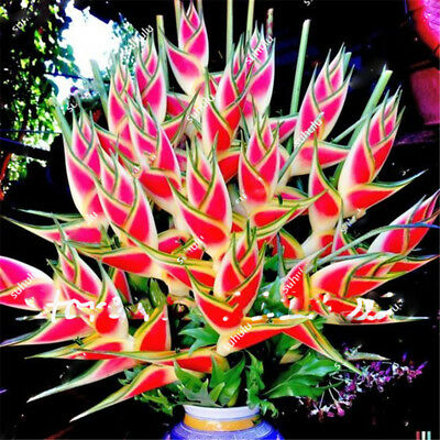 เฮลิโคเนียบอนไซ (Heliconia) คละ / 100 เม็ด