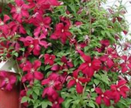 เคล็มแมททิส (Clematis) สีแดง / 100 เม็ด