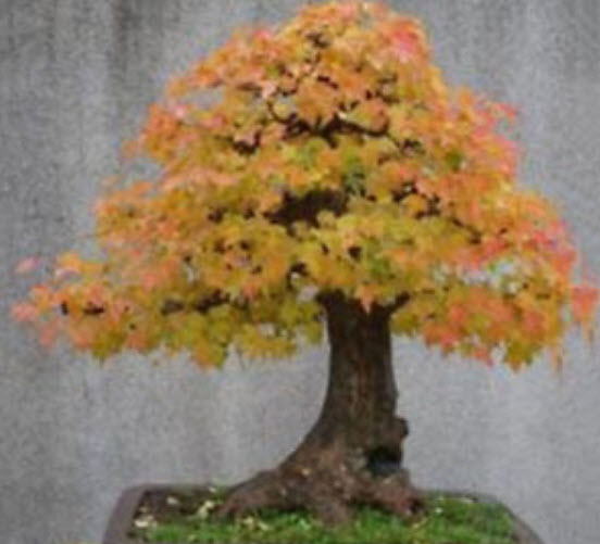 เมเปิ้ลญี่ปุ่นบอนไซ (Japanese Maple) สีเหลือง / 30 เม็ด