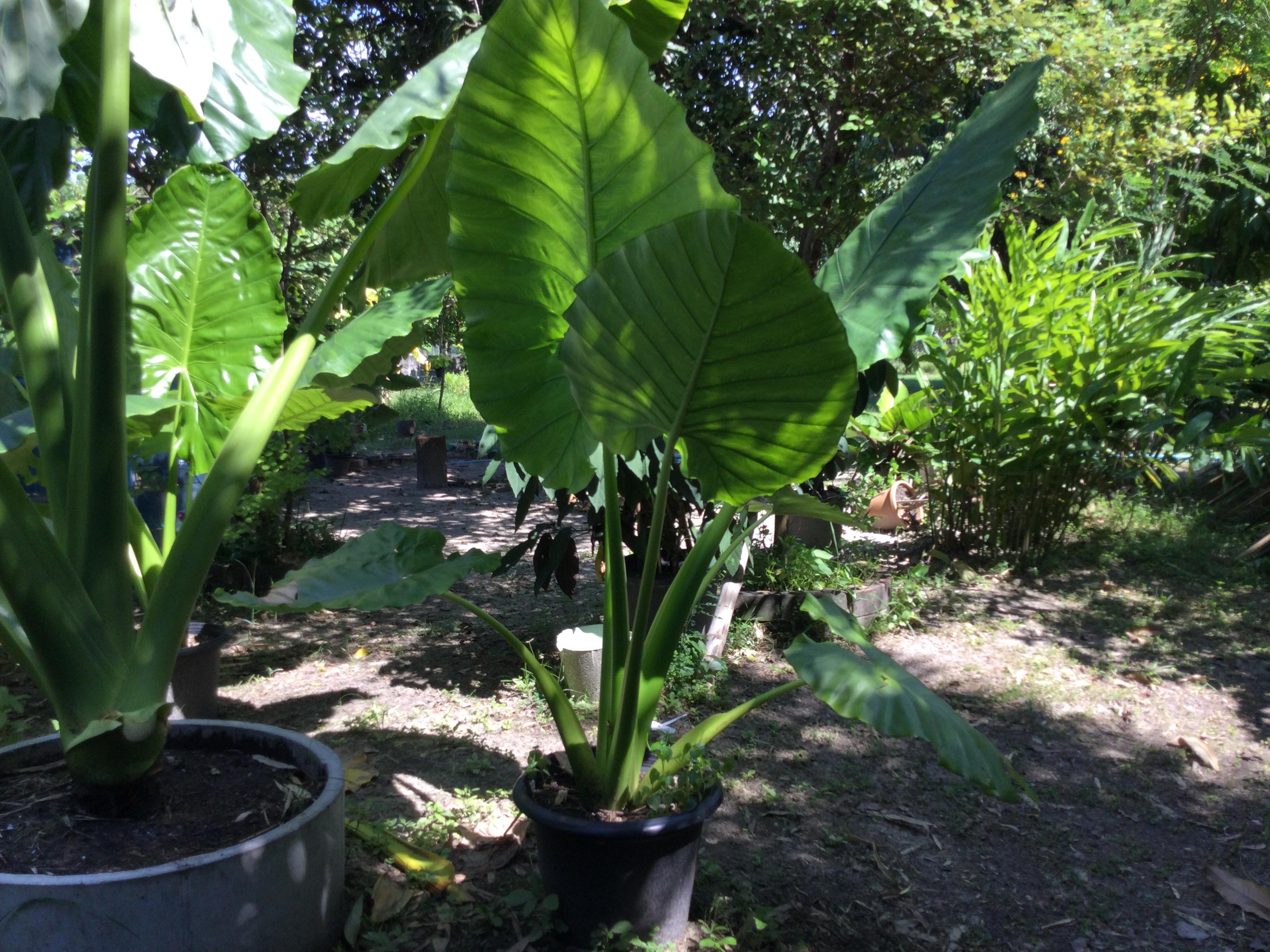 ต้นบอนหูช้าง กระถาง 12 นิ้ว