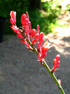 ยุกคาแดงเท็กซัส (Texas Red Yucca) / 10 เม็ด (UK)