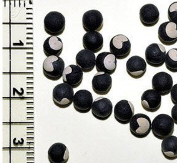 โคกกระออม (Balloon vine) / 12 เม็ด (UK)