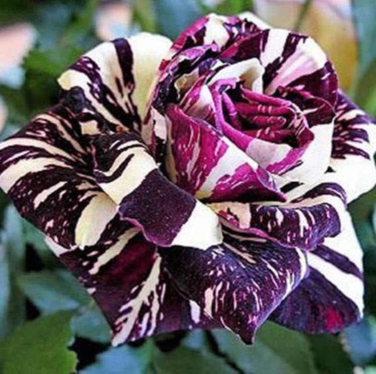 Dragon Rose ดอกสีม่วง-ขาว / 10 เม็ด