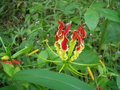 ดองดึง (Flame lily / Climbing lily) แดง-เหลือง / 100 เม็ด