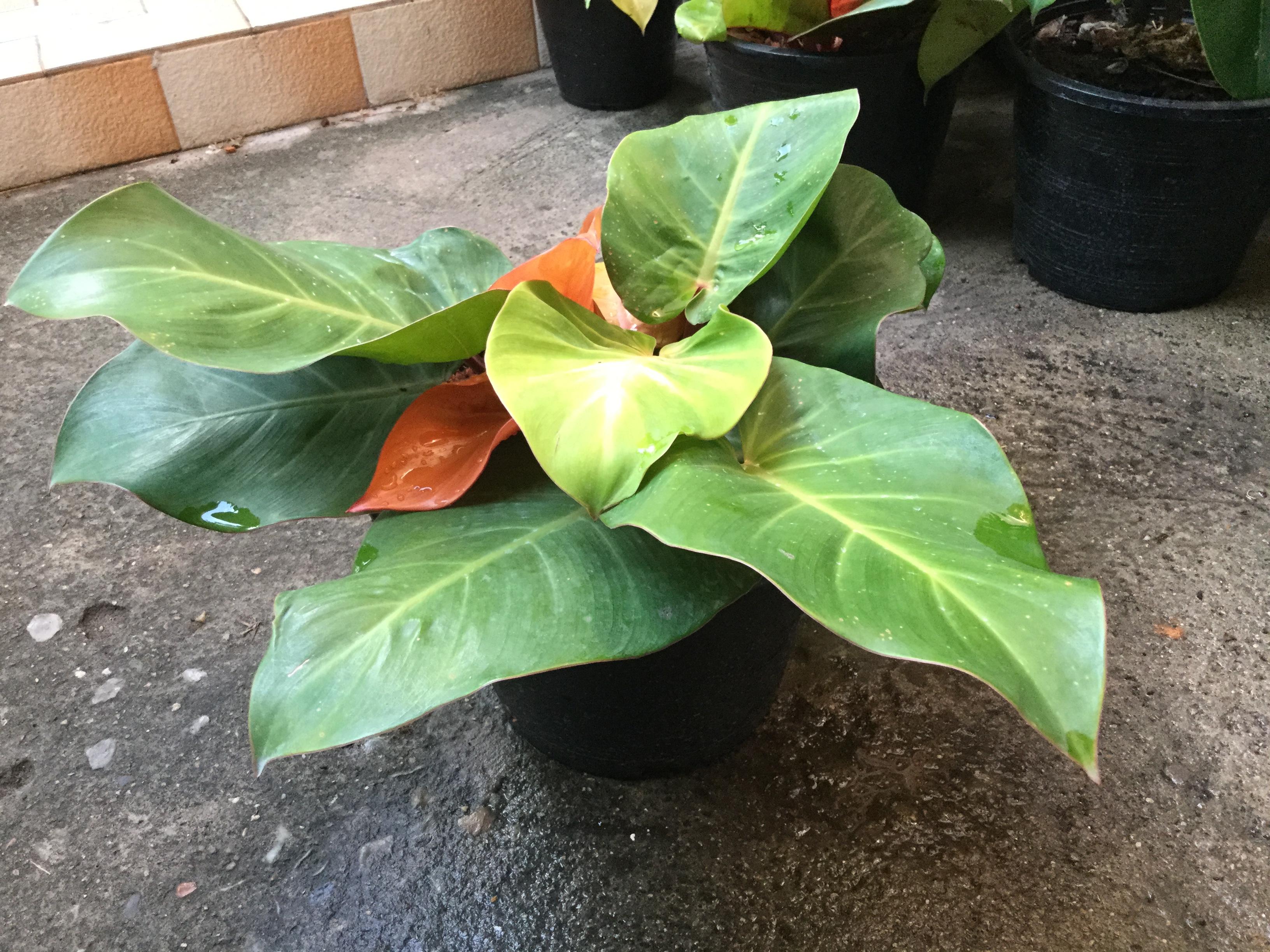 ต้นฟิโล กุมารเรียกทรัพย์ / เชอรี่เรด กระถาง 10 นิ้ว