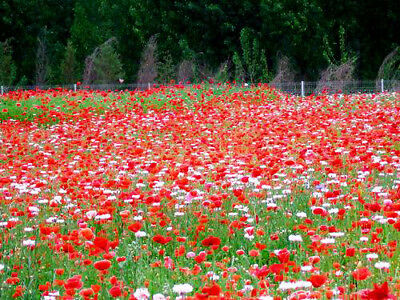 ดอกไม้ป่า (wildflowers) ต้นเตี้ย สูง 10-30 ซ.ม. / ซอง 200 เม็ด (K004)