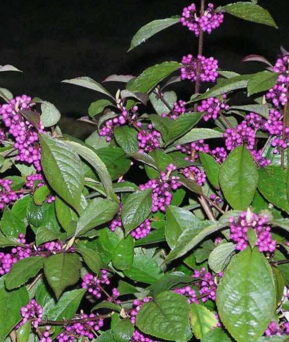 ต้น บิวตี้เบอรี่ beautyberry / ราชาไข่มุก กระถาง 10 นิ้ว