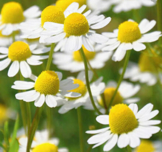 โรมัน คาโมมายล์ (Roman Chamomile) / 1,000 เม็ด (Belgium)