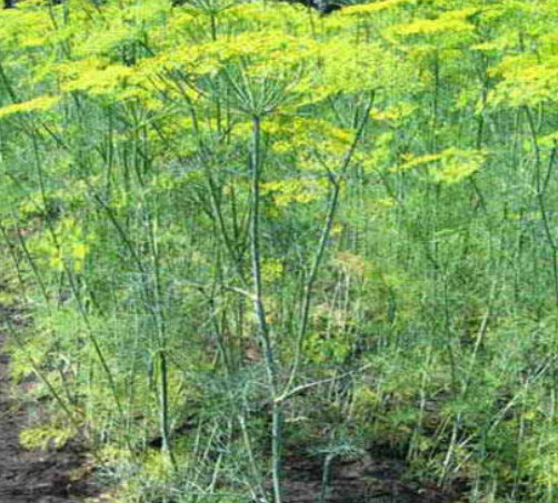 ผักชีลาว (Dill / Anethum graveolens) / 6,000 เม็ด (UK)