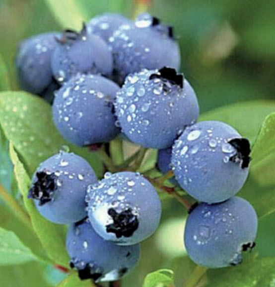 บิลเบอรี่ (Bilberry) / 20เม็ด (Serbia)