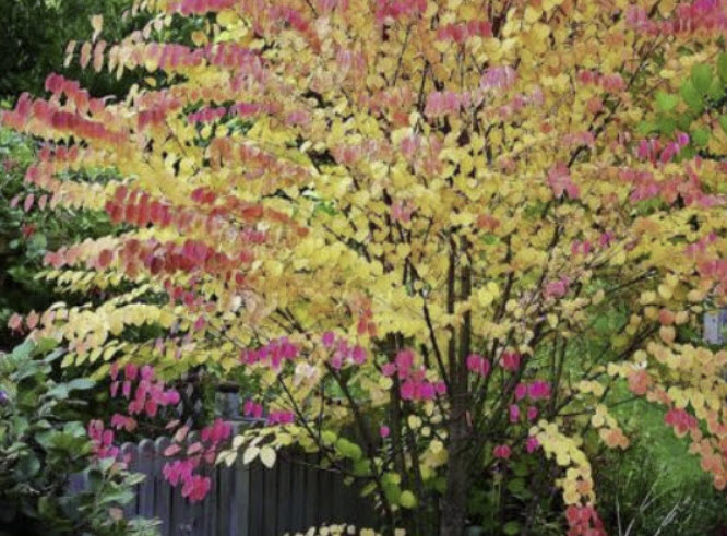 คัทซึระ (Katsura tree) / 10 เม็ด (France)*