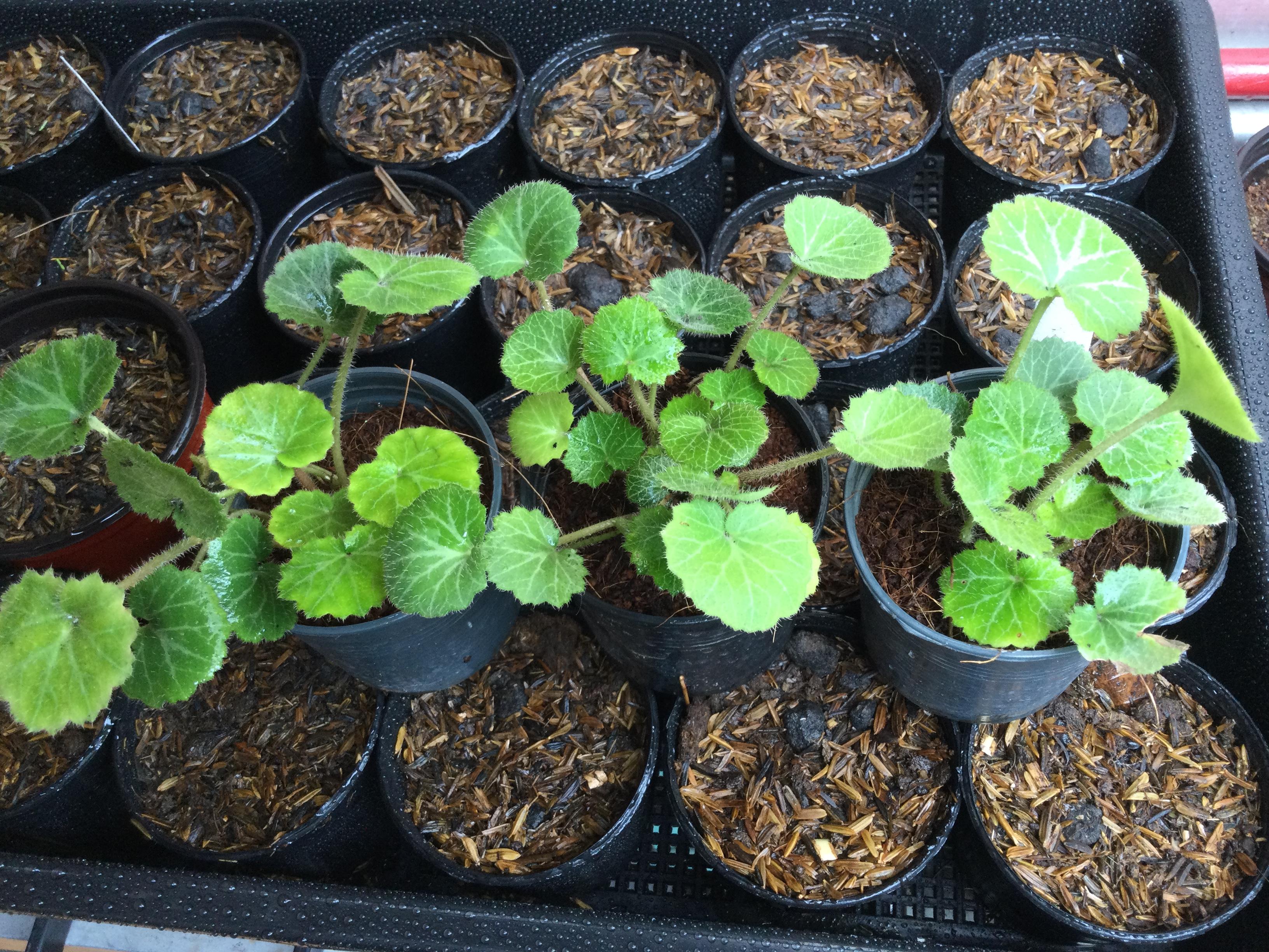 ต้นหูเสือจีน หูเสือใบสตรอเบอรี่ กระถาง 4 นิ้ว / ต้น