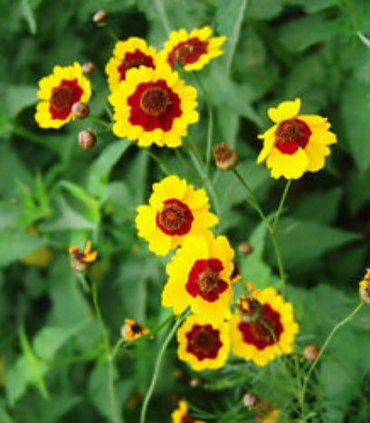 บานชื่นเลื้อย (Creeping Sanvitalia) สีเหลือง / ซอง 30 เม็ด (A226)