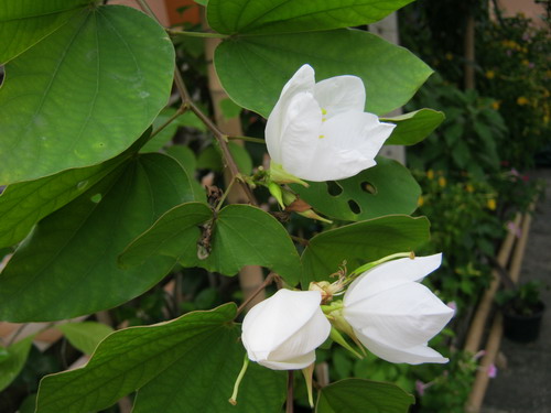 กาหลง ขาว (Snowy Orchid tree) / 10 เม็ด (ไทย)