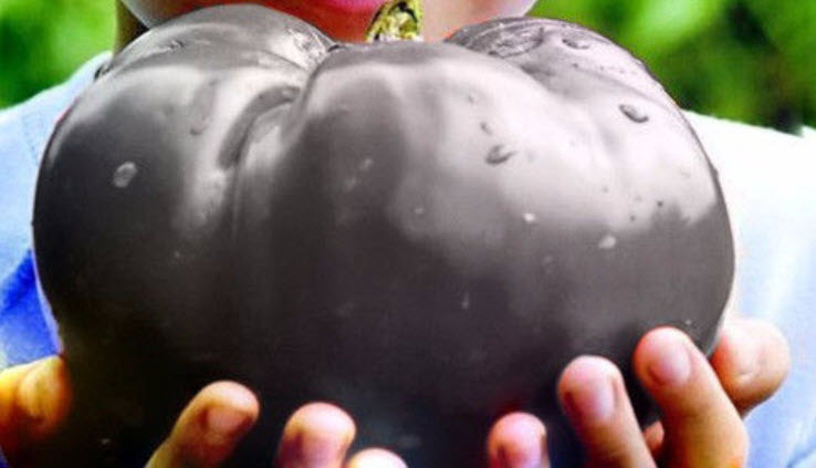 มะเขือเทศยักษ์ สีดำ (Beef Hybrid) / 100 เม็ด (China) หายาก