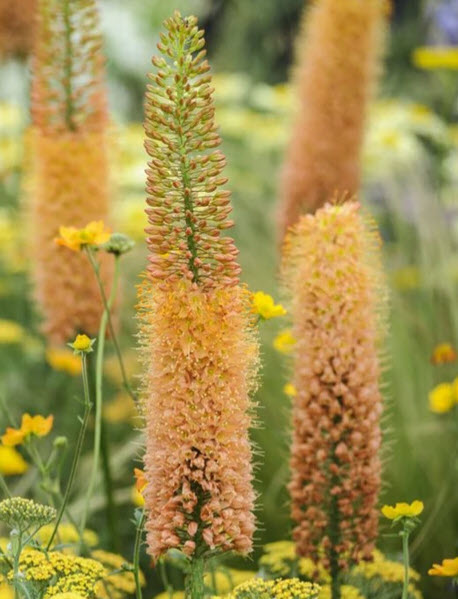 ลิลลี่หางหมาจิ้งจอก (Foxtail Lily / Eremurus isabellinus) คละ / 10 เม็ด (Spain)