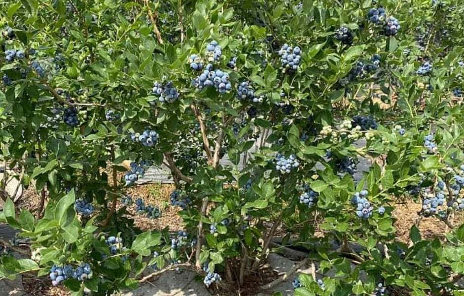 ต้นบลูเบอรี่ โอนิล อายุต้น 3 ปี+ (Blueberry - Oneil) สูง 40 - 70 ซ.ม.