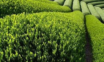 ชาเขียวจีน (Chinese Green tea) / 10 เม็ด (China)