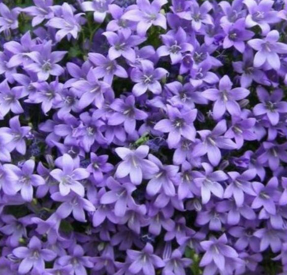 กล้วยไม้ผีเสื้อ (Campanula portenschlagiana) / 5 เม็ด (Spain)