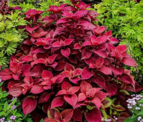 ฤาษีผสม ใบแดงเข้ม (Coleus - Wizard Velvet Red) / 30 เม็ด (UK)