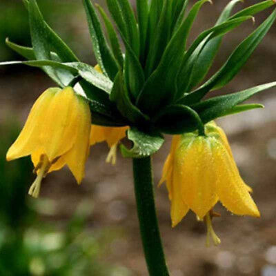 มงกุฏจักรพรรดิ์ (Crown Imperial) สีเหลือง / 100 เม็ด