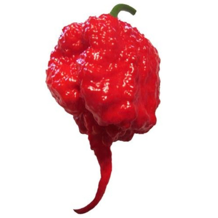 พริก Carolina Reaper / 25 เม็ด (Estonia)
