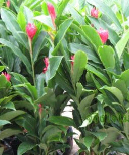 ต้นขิงแดง (Red Ginger) กระถาง สูง 20-30 ซ.ม. / ต้น