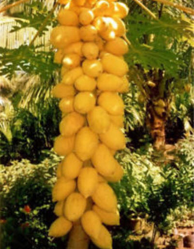 มะละกอเหลืองทอง ก้านเหลือง / 5 เม็ด (ไทย)