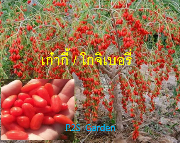 ต้น โกจิเบอรี่ เก๋ากี้ พันธุ์ใบยาว อายุต้น 2 ปี สูง 30-60 ซ.ม ลูกใหญ่ ต้นไม้นำเข้า