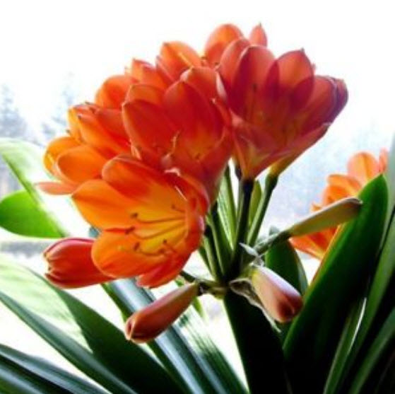 Clivia (คลีเวีย) ส้ม / 5 เม็ด