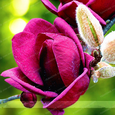 แม็กโนเลีย ยูหลาน (Magnolia Yulan) คละ / 25 เม็ด