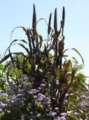 หญ้าหางหมาสีม่วง (Purple Majesty Millet) / 25 เม็ด