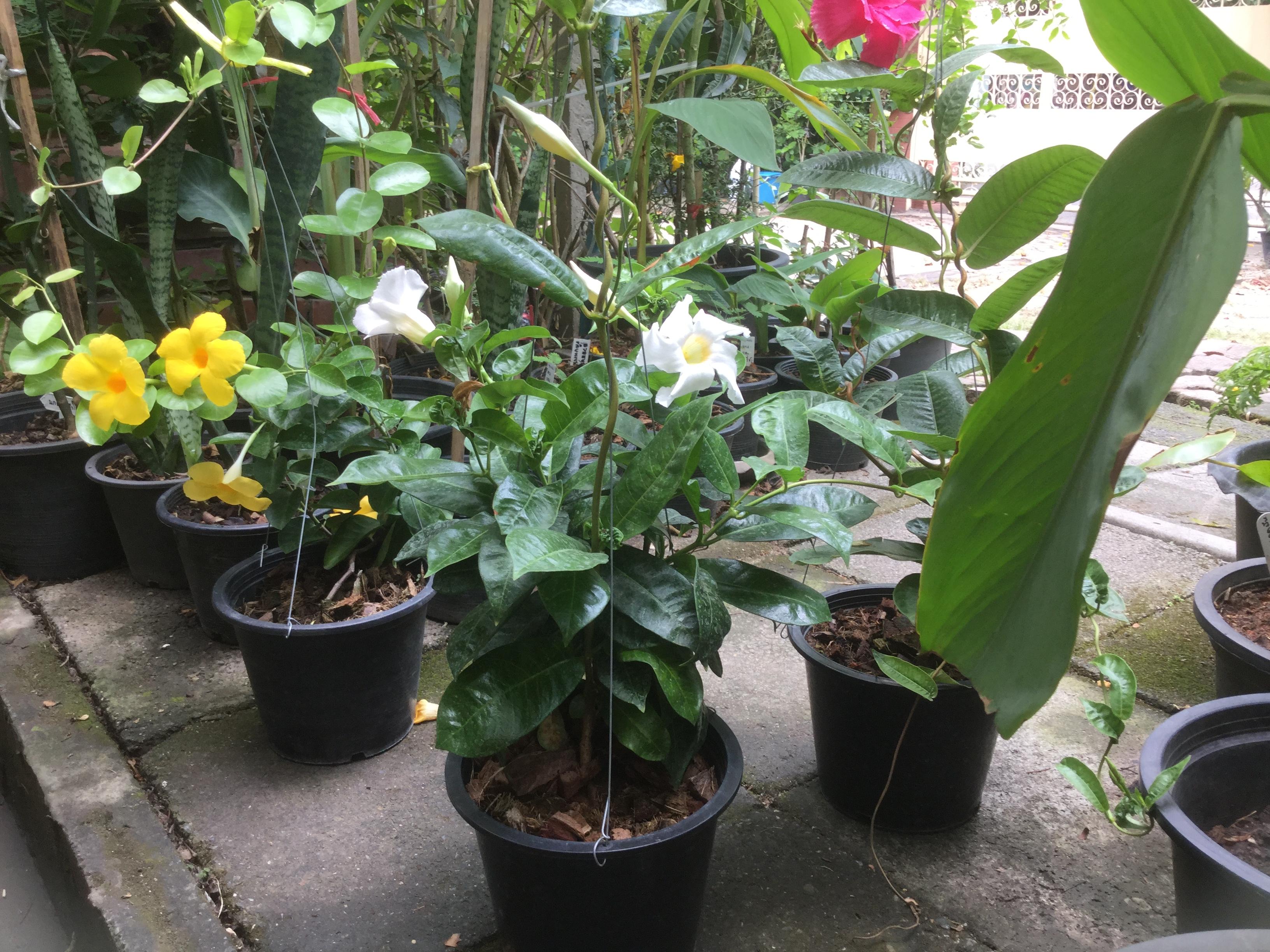 ต้นอมรเบิกฟ้าสีขาว หรืออรุณเบิกฟ้า กระถางแขวน / ต้น