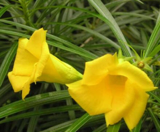 ยี่โถฝรั่ง หรือรำเพย (Yellow Oleander) / 2 เม็ด (Malta)