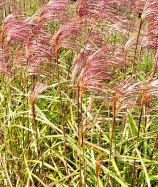 หญ้ามิสแคนทัสใบด่าง (M.sinensis - Zebrinus) หรือหญ้าม้าลาย / 25 เม็ด (USA)