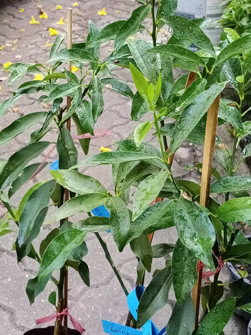ต้นส้ม คัมควอท Kumquat ส้มกินทั้งเปลือก สูง 40-50 ซ.ม. ส้มกิมจ๊อ