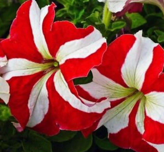 พิทูเนีย สเตลล่าริส (Petunia Stellaris) / ซอง 300 เม็ด (Ukraine)