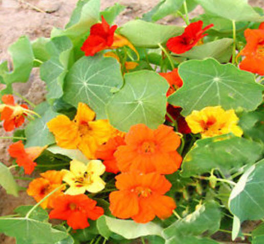 แนสเตอเตียม (Nasturtium) ต้นเตี้ย / 25 เม็ด (UK)
