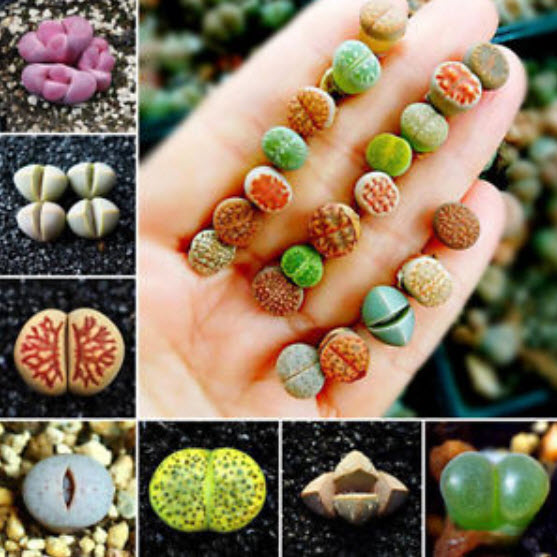 ไลท็อปส์ (Lithops) คละ / 50 เม็ด