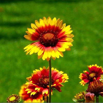 เดือนฉาย หรือ เกลลาเดียร์ (Indian Blanket) / ซอง 30 เม็ด (A300)
