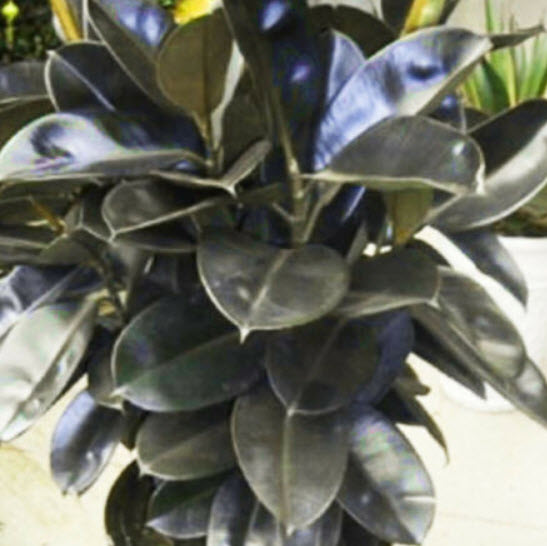 ต้นยางอินเดีย ใบดำ สูง 30-50 ซ.ม. / ต้น