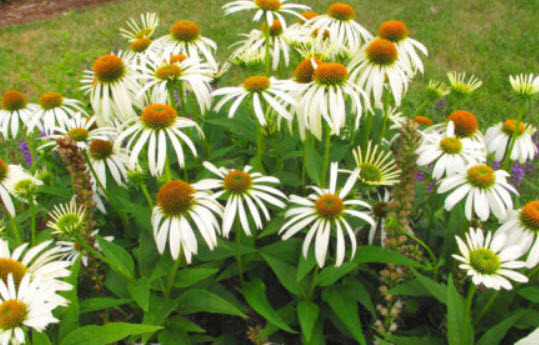 เอ็กไคนาเซีย-ไวท์ สวอน (Echinacea - White Swan) ขาว / 280 เม็ด (UK)