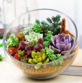 พืชอวบน้ำ (Succulents) รวมมิตร / 400 เม็ด